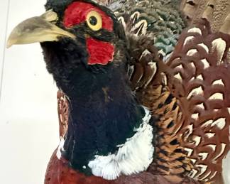 Ring-Necked Pheasant Taxidermy Wall Mount
