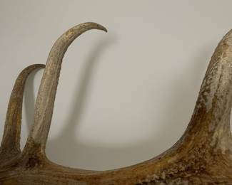 Natural Elk Antler Shed