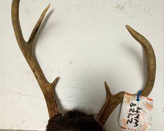 Whitetail Deer Skull Cap Antlers