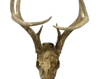 7320 - Deer Skull w/ Antlers - 20 x 12 x 11