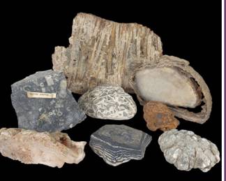 Fossil Coral and Carinoidal Marble Specimens & More