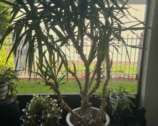 Plants/ Flowers
