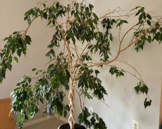 Ficus Plant