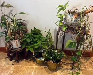House Plants
