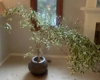 Variegated Ficus Plant