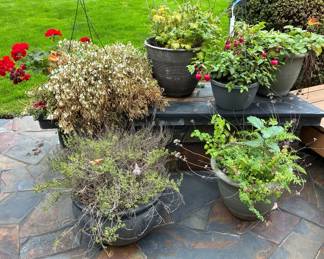 Live Plants