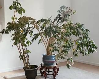 Ficus And Ming Aralia Plant