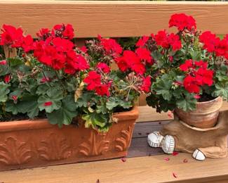 Geranium Pots