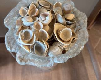Assorted Seashells