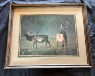 62 Framed Rocky Mountain Elk Bulls Wildlife Art Print
