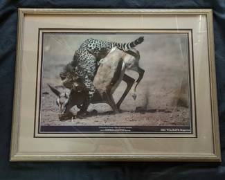 63 Charles Summers Jr. 1985 Wildlife Photographer of the Year Cheetah  Springbok  Aurora, CO Photograp