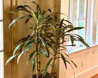 Planters and plants throughout the home