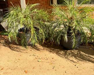 Big Potted plants 