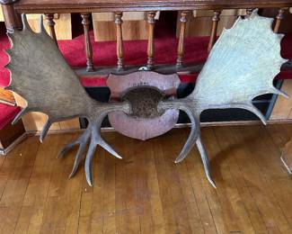Large  Moose Antlers Mount 
