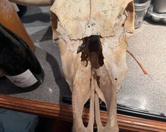 Cow skull from ABQ, NM