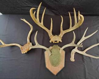 OM402Deer Antler Set