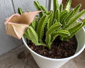 Starfish Cactus in Bloom