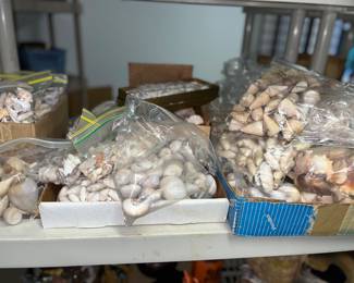 All types of seashells