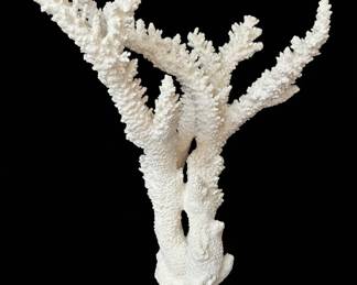 Natural White Staghorn Coral Specimen