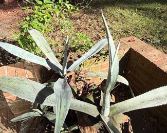 Agave Americana Century Plant