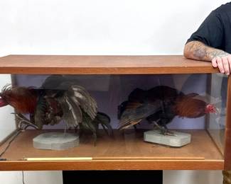 Lot 244 Large Cased Taxidermy Diorama of 2 Fighting Gamecock Roosters on Pedestal Stands. Wood Framed Case h