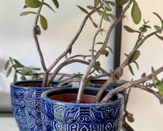 Variety of live potted plants in various planters