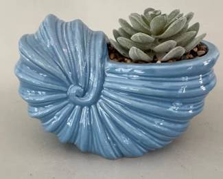 Conch shell succulent pot
