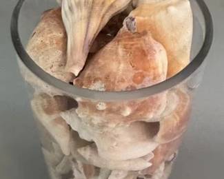 Shell collection in glass vase