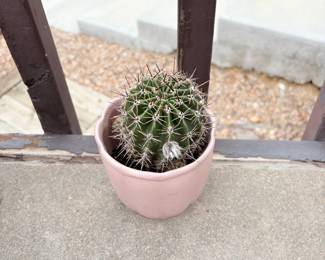 Blooming Barrel Cactus