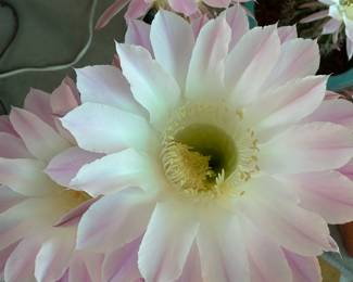 Barrel Cactus Blooms