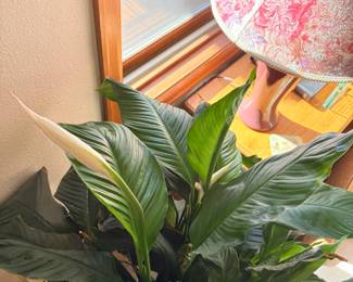 Peace Lily