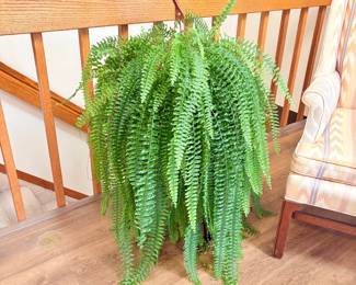 Boston Fern