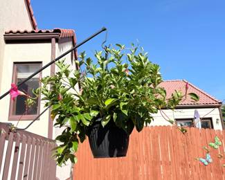 Outdoor Hanging Plant
