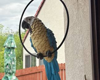 Resin Parrot