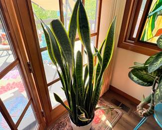 Snake Plant