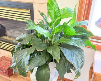 Peace Lily