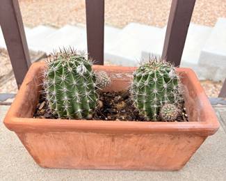 Blooming Barrel Cactus