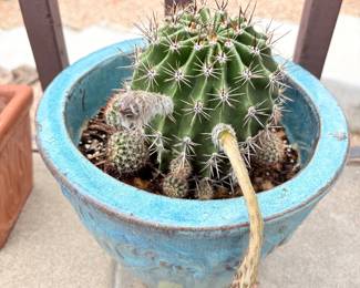 Blooming Barrel Cactus