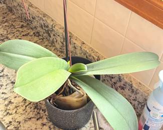 Orchid