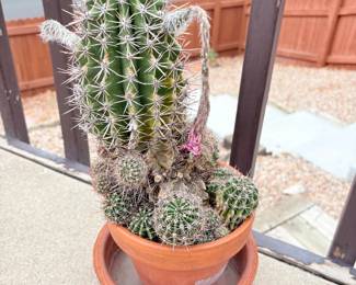 Blooming Barrel Cactus