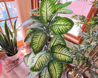 Beautiful Houseplant