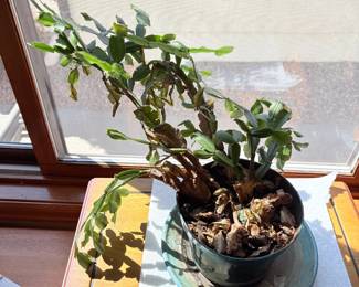 Christmas Cactus