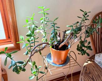 Jade Plant