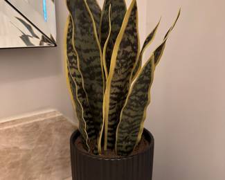 Faux Mother-In-Law Tongue in Planter.