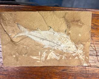 Fossil Fish