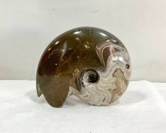 Fossilized Nautilus