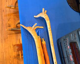 Mexican walking sticks
