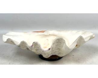 Lot 896 Natural Giant Clam Shell Tridacna Gigas Specimen Mounted on Polished Dark Base