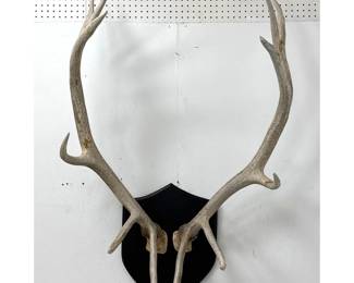Lot 810 Large 12pt Royal Bull Elk Antler Taxidermy Mount. Shield Form Black Painted Wooden Plaque. Handwritt