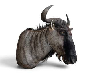 Wildebeast